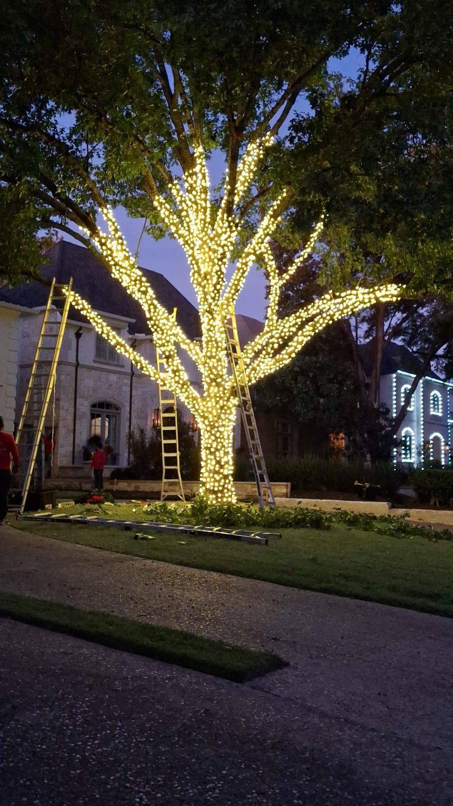Recent Christmas tree wrapping in Dallas TX with warm white C9 LED lights